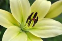 Lilium fiore AGHD Srl
